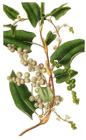 muehlenbeckia adpressa